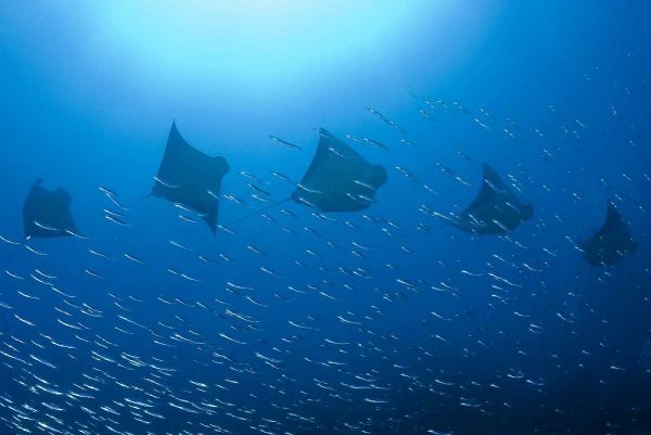 Five rays swim past baitfish, Papua, Indonesia